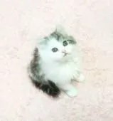 スコティッシュフォールド(立ち耳)【福岡県・男の子・2019年2月15日・ブルータビーホワイト】の写真3
