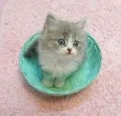 スコティッシュフォールド(立ち耳)【福岡県・男の子・2018年7月1日・ブルーホワイト】の写真3