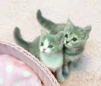 スコティッシュフォールド(立ち耳)【福岡県・女の子・2018年6月18日・ブルーホワイト】の写真4