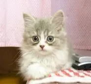 スコティッシュフォールド(立ち耳)【福岡県・男の子・2018年7月1日・ブルーホワイト】の写真4