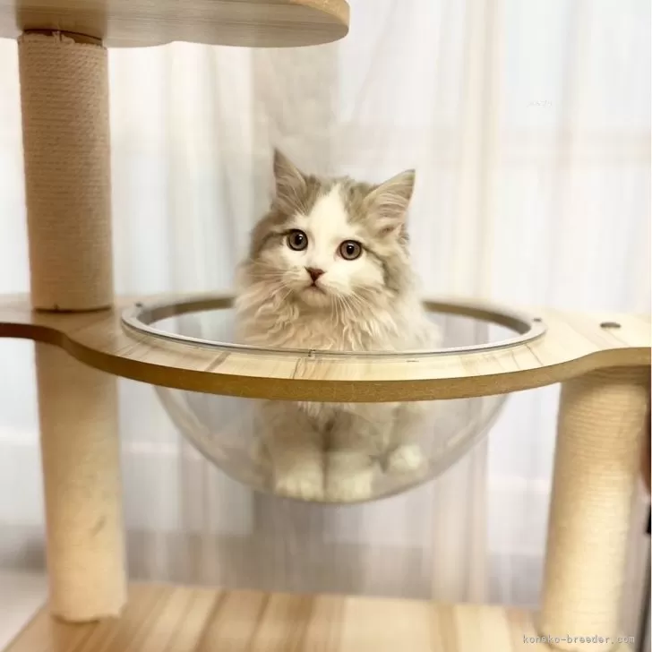 ID：2502-00410の子猫