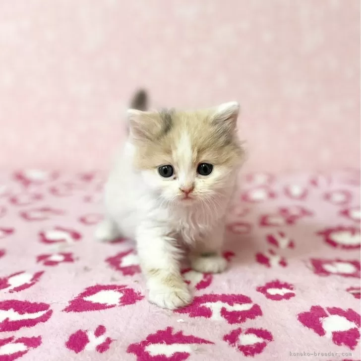 ID：2502-00415の子猫