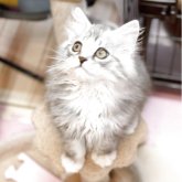 ノルウェージャンフォレストキャット