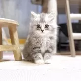 ノルウェージャンフォレストキャット