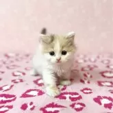 スコティッシュフォールド(立ち耳)【福岡県・女の子・2024年12月18日・キャリコ】の写真1