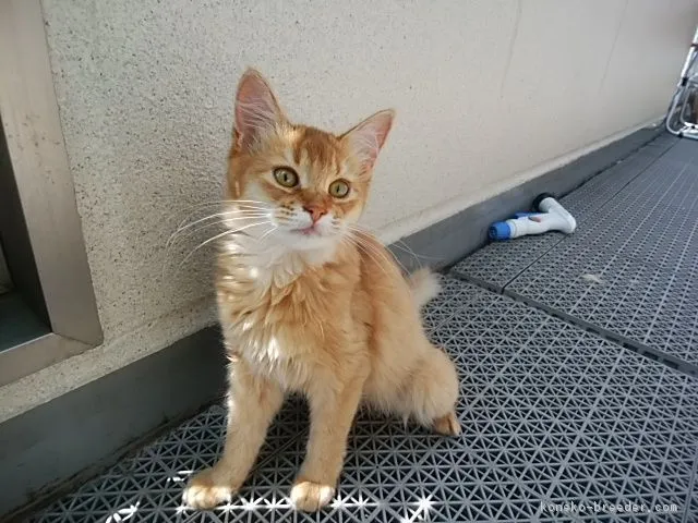 ID:1806-00218の子猫