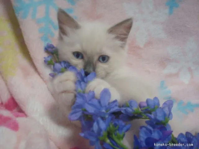 ワトソン 様のお迎えした子猫