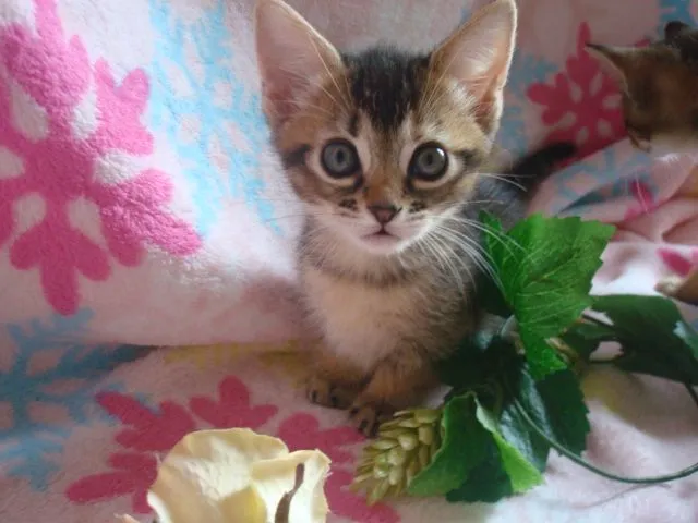 ID：1506-00305の子猫