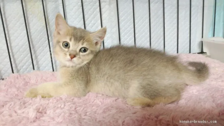 ID：2006-00142の子猫