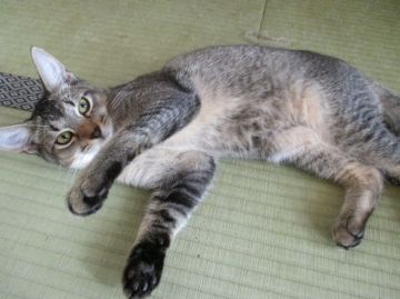 マンチカン【群馬県・男の子・2016年3月13日・ティックドタビー（ちょっと固め）】の写真「足長さんです！性格はおとなしい」