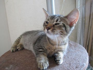 マンチカン【群馬県・男の子・2016年3月13日・ティックドタビー（ちょっと固め）】の写真「マイペース　！」