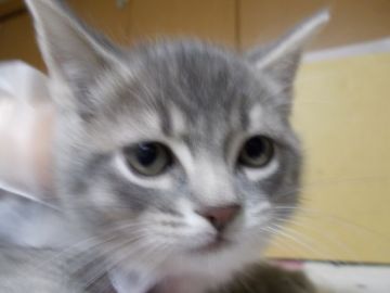 ソマリ【群馬県・男の子・2016年12月22日・ブルー（やわやわ）】の写真「一般的なソマリより丸顔ですが成長すると毛ぶきは最高」