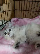 ミヌエット【群馬県・女の子・2021年7月1日・ブラウンタビー】の写真2