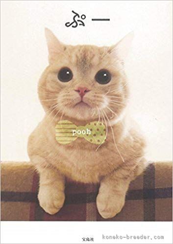 当キャッテリーで生まれました｜大木　美智子(おおき　みちこ)ブリーダー(山形県・マンチカンなど・ACC登録)の紹介写真10