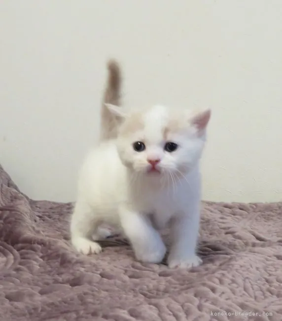 ID:2110-01000の子猫