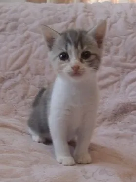 ID:1705-01279の子猫