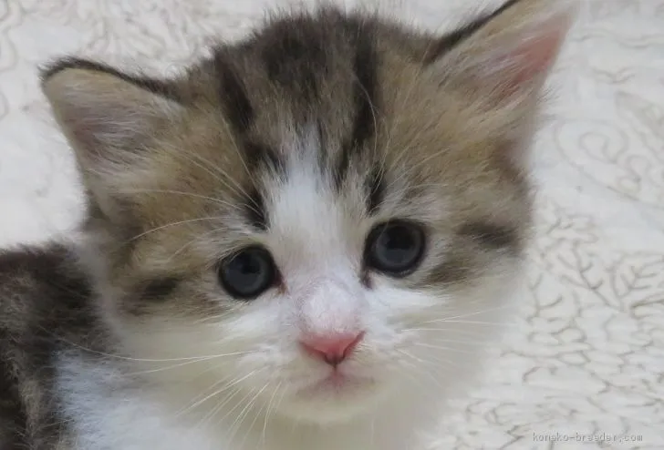 ID：2008-01367の子猫