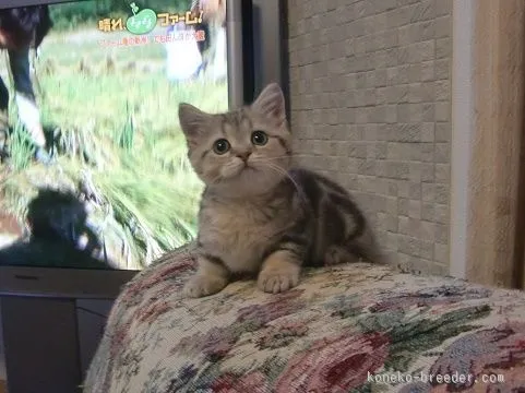 ID:1511-00228の子猫