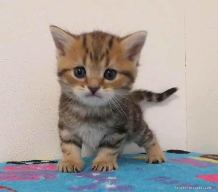 ID：2004-01410の子猫