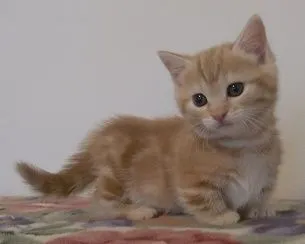 ID:1606-00039の子猫