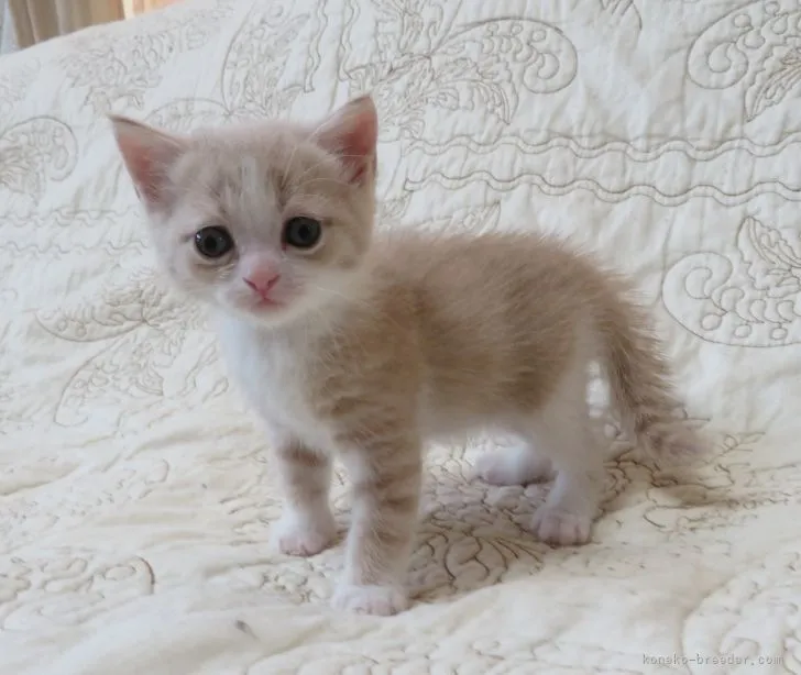 ID:2106-00654の子猫