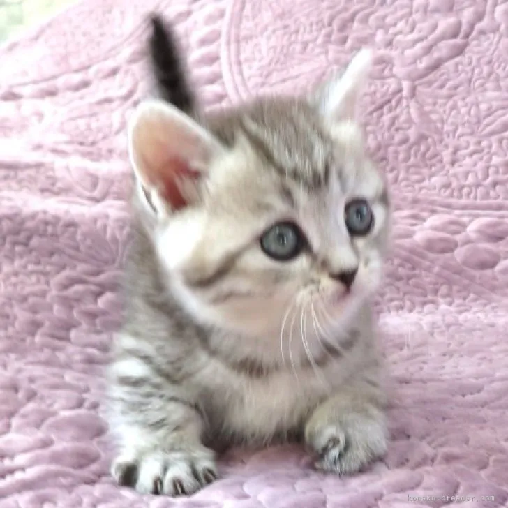 ID:2303-02665の子猫