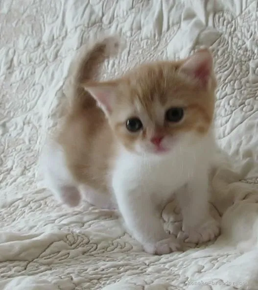 ID:2106-00651の子猫