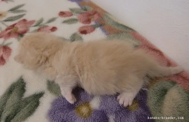 ID:1604-00696の子猫