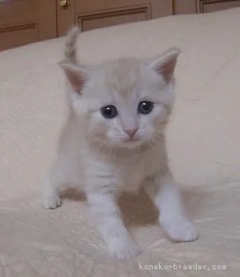 ID:1804-00297の子猫