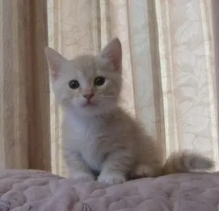 ID：1609-00587の子猫