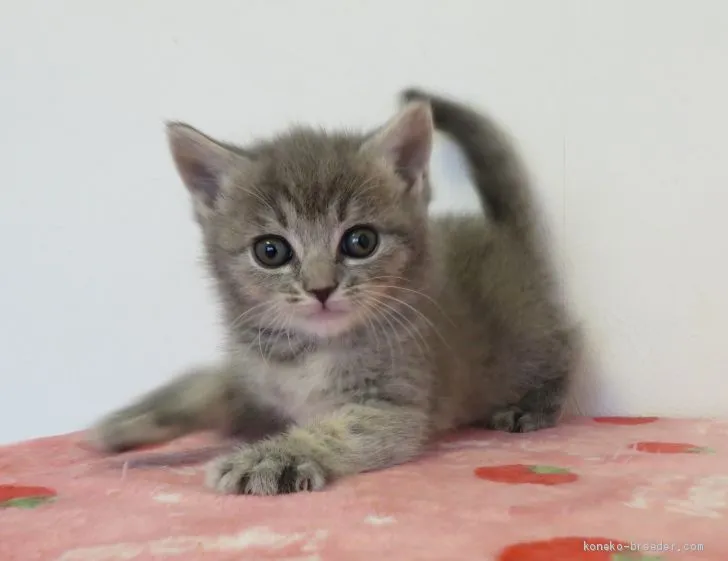 ID：2004-02358の子猫