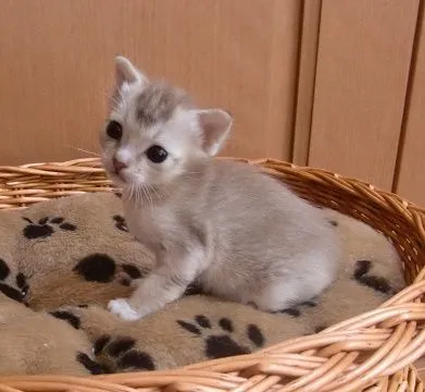 ID：1505-00633の子猫
