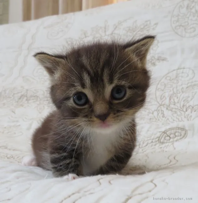 ID:2108-01167の子猫