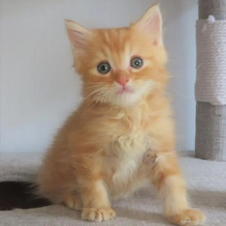 ID:2210-00459の子猫