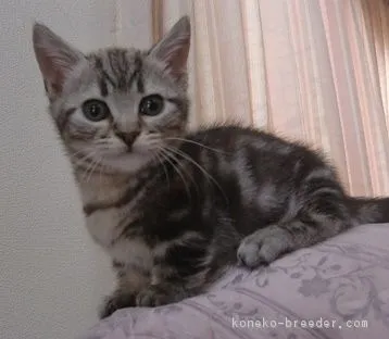 ID:1611-00321の子猫