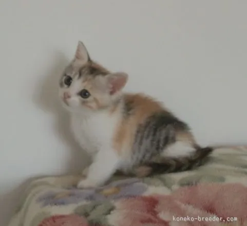 ID:1507-00487の子猫