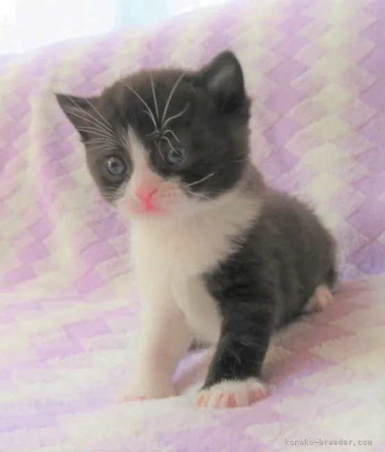 ID：2205-02015の子猫