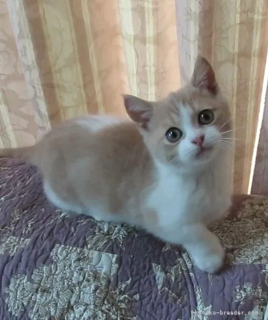 ID:2108-02273の子猫