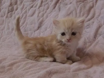 ID:1705-01280の子猫