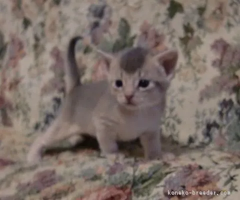 ID:1604-00721の子猫