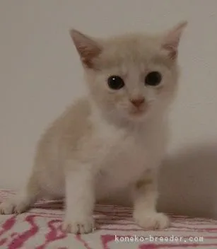ID:1611-00436の子猫