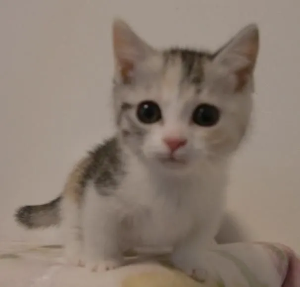 ID：1412-00267の子猫