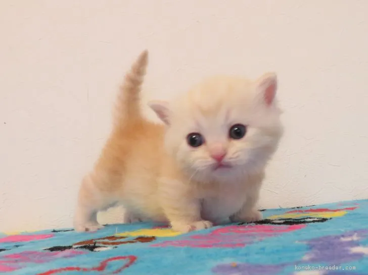 ID：2004-00927の子猫