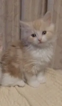 いけだ 様のお迎えした子猫