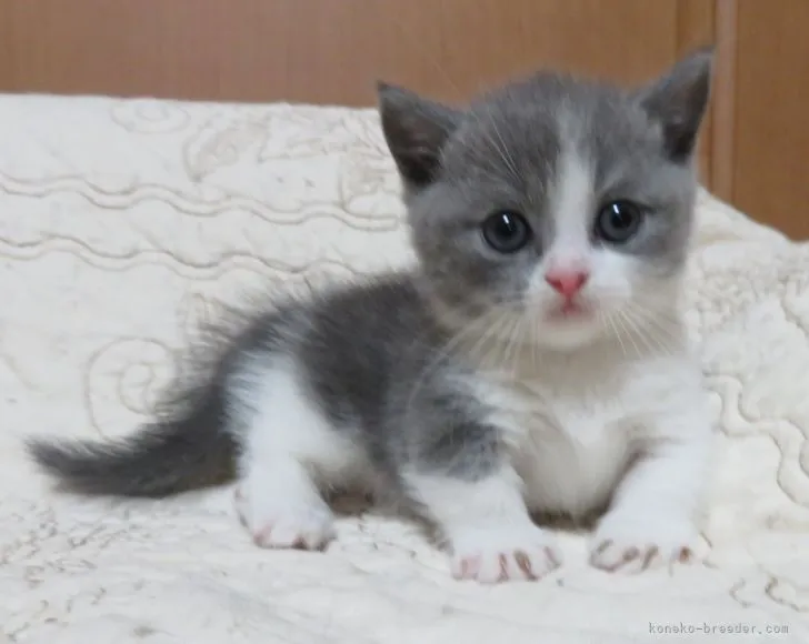 ID:2106-02438の子猫