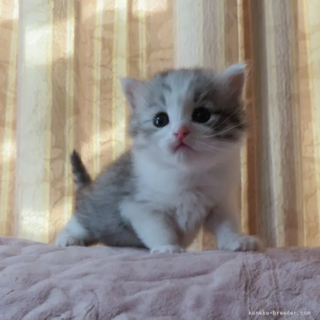 ID:2103-01984の子猫