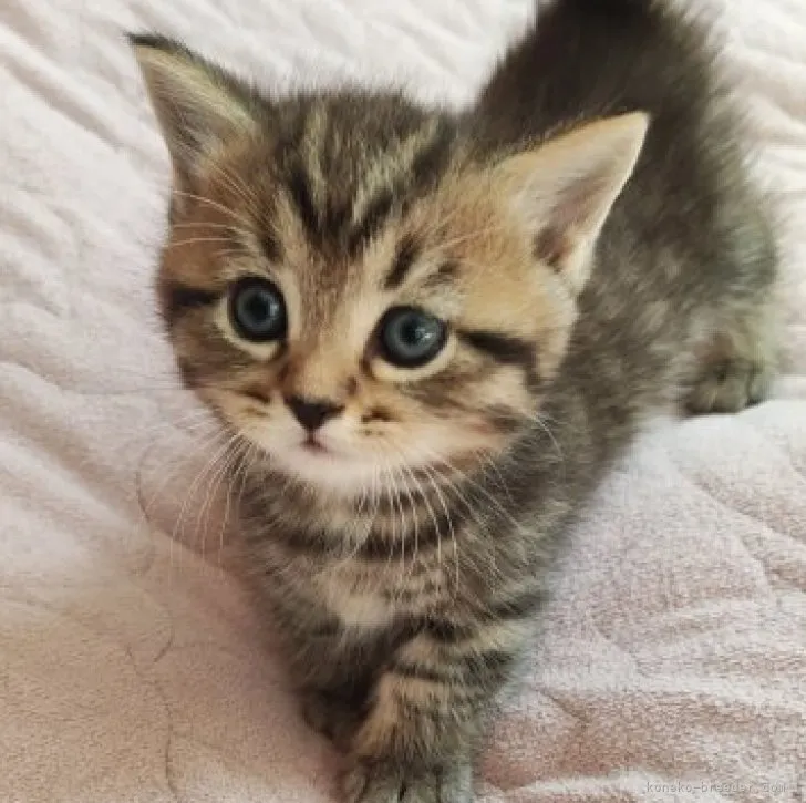 ID:2308-00677の子猫