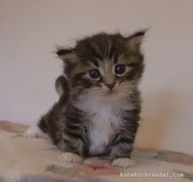 ID：1610-00549の子猫