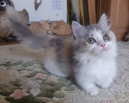 ID:1707-00763の子猫
