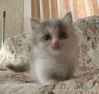 ID:1706-00127の子猫